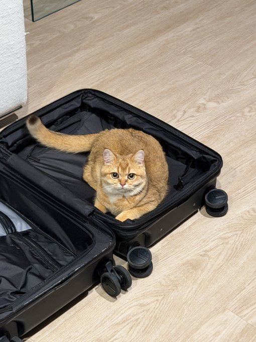 An orange tabby cat sitting inside an open black suitcase on a light wooden floor.
