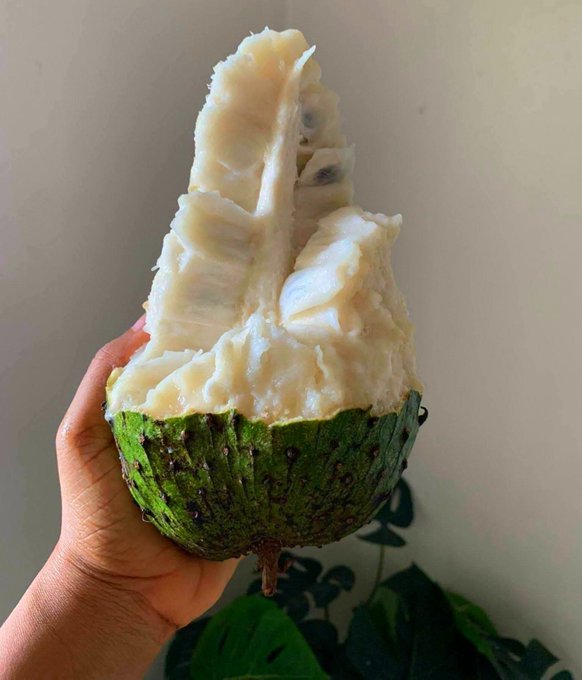 A hand holds up a partially peeled soursop (guanábana), revealing its creamy white flesh inside the green, spiky skin.