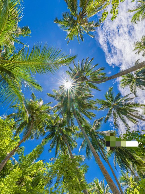 Upward view of tall palm trees silhouetted against a bright blue sky with the sun shining through the fronds and scattered clouds.