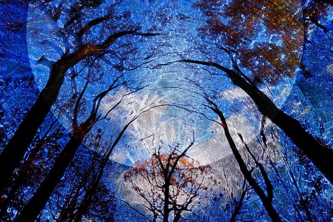 iced blue sky with white clouds and a full moon, casting a soft glow on trees below.