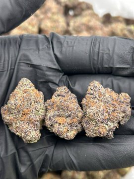 Three cannabis buds displayed on an open black-gloved palm.