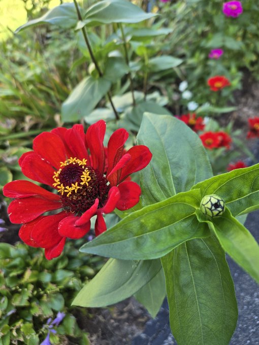 A close-up photograph captures a vibrant red zinnia flower with a yellow center in a garden, with a closed green bud on the stem and other flowers blurred in the background.