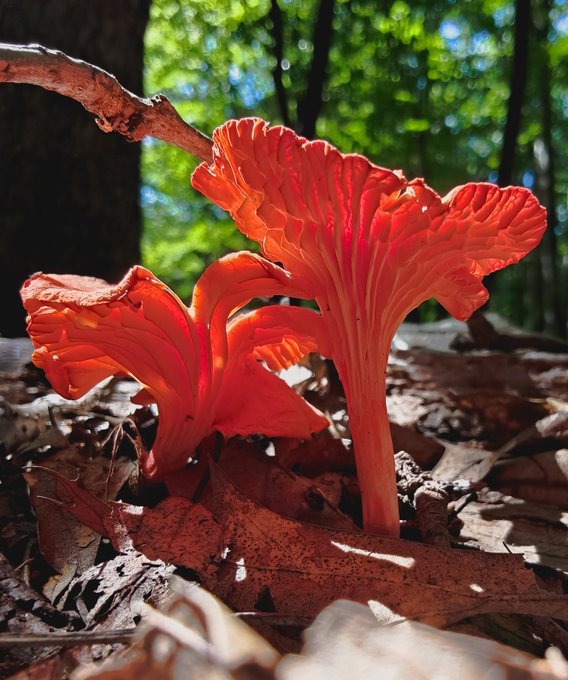 A bright orange-pink chanterelle-like mushroom growing among fallen leaves on a forest floor, illuminated by sunlight filtering through the trees.