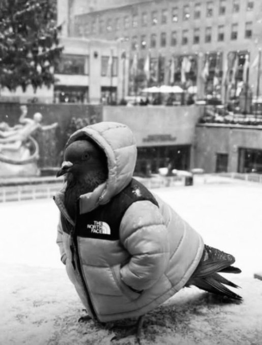 A pigeon wearing a North Face puffer jacket stands confidently in what appears to be a snowy urban plaza, mimicking the pose of a seasoned winter-clad city dweller. The image humorously reinforces the post's message about the pigeon being an unlikely but reliable messenger delivering a warning about Bitcoin's price—so stop questioning the deep value signal and heed its advice.