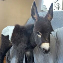 A young donkey with a dark brown coat and white underbelly stands indoors on a tiled floor next to a couch.