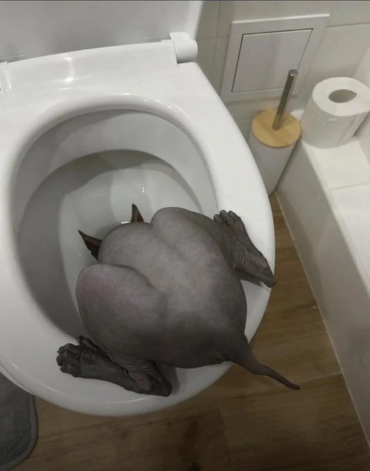 A hairless dog (possibly a Xoloitzcuintli) is curled up inside a white toilet bowl with its rear facing outward.