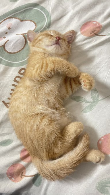 A tiny orange tabby kitten lies on its back sleeping peacefully on a bedsheet with a cherry pattern, paws curled up adorably.