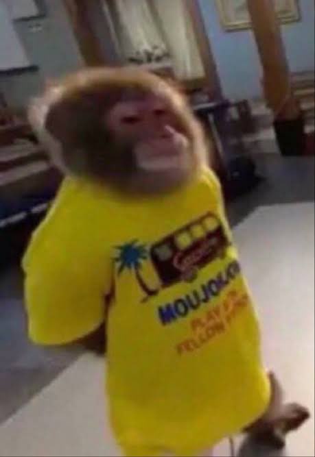 A blurry photo captures a monkey standing upright indoors, wearing an oversized yellow t-shirt with a bus graphic and 'MOUJO LOU' text.