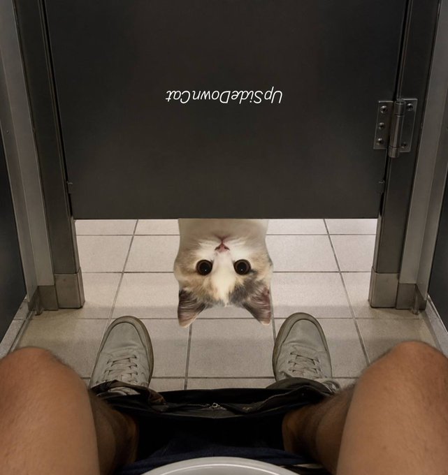 The image features a man's legs and feet inside of a public restroom stall, with his shoes visible above him. A cat is peeking out from behind the toilet seat, looking up at the man. The caption for this image reads "I'm starting to see upside down cats everywhere - ʇɐƆ uʍoᗡǝpᴉSd∩ One token to turn the trenches upside down."