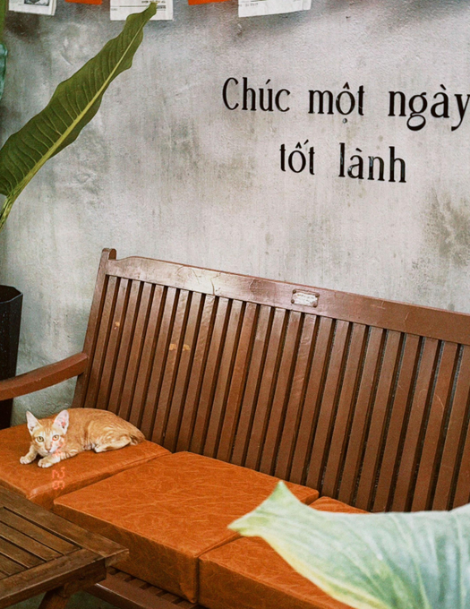 An orange kitten sits on a wooden bench with orange cushions against a textured wall, accompanied by the Vietnamese text 'Chúc một ngày tốt lành' (Have a good day).