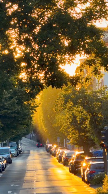 A beautiful sunset scene casts golden light through the canopy of trees lining a city street, illuminating parked cars and the wet pavement.