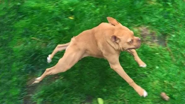 A tan and white pit bull-type dog runs energetically across a grassy lawn, captured in mid-stride.