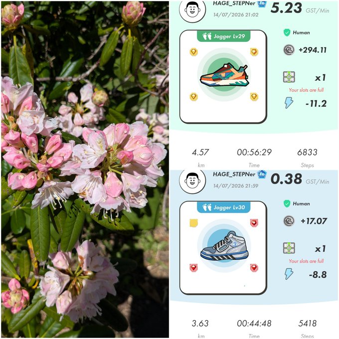 A split image showing pink rhododendron flowers on the left and two screenshots of a fitness app called 'Jogger' displaying walking stats (4.57km/6833 steps and 3.63km/5418 steps) with GST token rewards on the right.