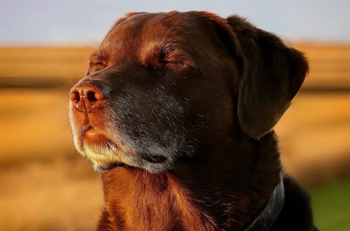 A close-up portrait of a chocolate Labrador dog with its eyes closed, appearing to bask in sunlight against a blurred golden field background.