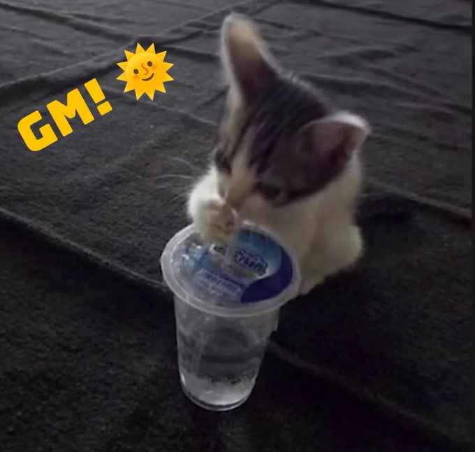 A small kitten plays with a plastic cup on a dark surface, with yellow text 'GM!' and a smiling sun graphic in the upper left corner.