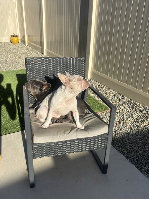Two French bulldogs, one dark gray and one light-colored, sit together on a cushioned black wicker chair on a patio with gravel and a metal fence in the background.