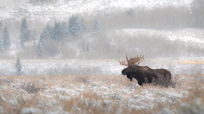 A bull moose with large antlers stands in a snow-covered meadow during a snowfall, with evergreen trees and misty hills in the background.