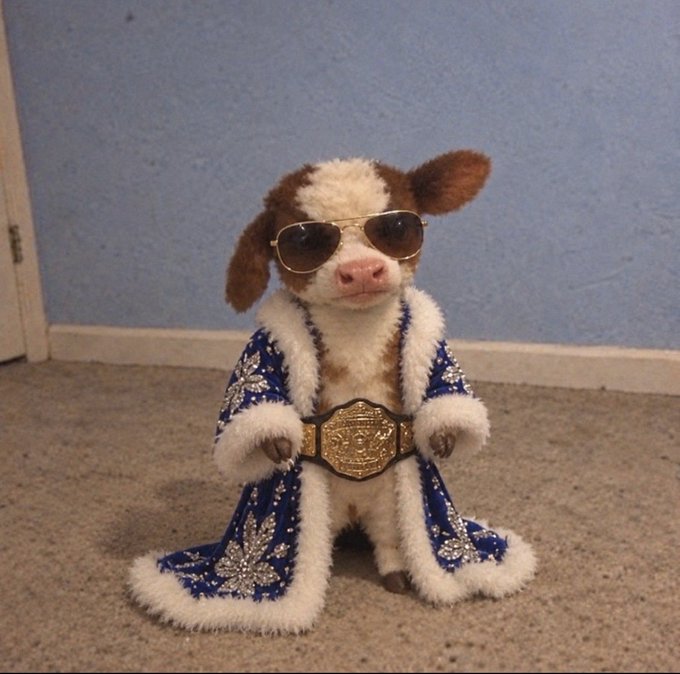 A small brown and white dog wearing oversized gold sunglasses, an ornate blue robe with white fur trim, and a large gold championship-style belt stands on carpet.
