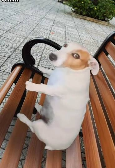 A small Jack Russell Terrier lies on its back on a wooden park bench, gazing upward with a relaxed, expectant expression. The caption "They do say real money is made by sitting" humorously fits the dog's leisurely lounging pose, as if it's waiting for treats or cash to roll in while doing nothing at all.