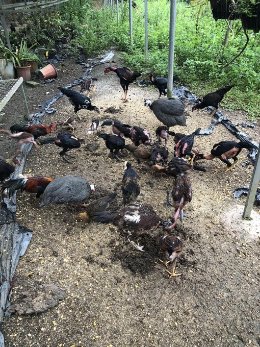 A flock of various chickens and a peacock feeding together on grain scattered on the ground in an outdoor, fenced enclosure.