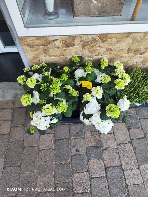 The image features a brick sidewalk with several potted plants, including white flowers and green leaves. There are also two yellow tags attached to some of the plants. The photo has been edited to include text that reads "No olviden su #hive en #hive". This suggests that there is an online community or group related to gardening or plant care in progress.
The image's caption provides context about the potted plants and their tags, indicating a connection between the plants and the online community they belong to.