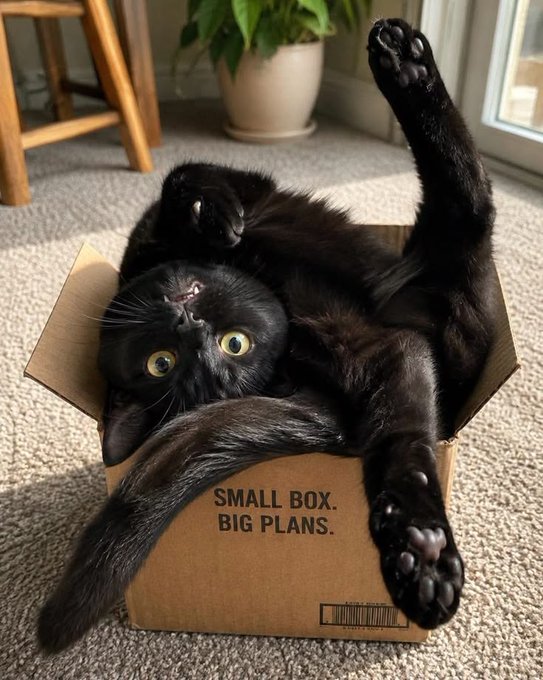 A black cat lies upside down inside a small cardboard box with the text 'SMALL BOX. BIG PLANS.' printed on it, looking up at the camera with wide eyes.
