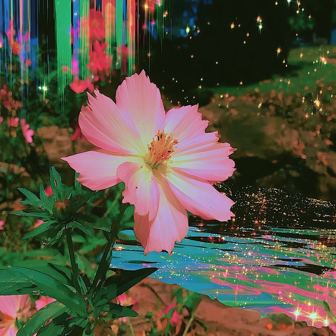 A vibrant pink cosmos flower in bloom set against a surreal background with glitch effects, neon streaks, and sparkling starry lights reflecting on water.
