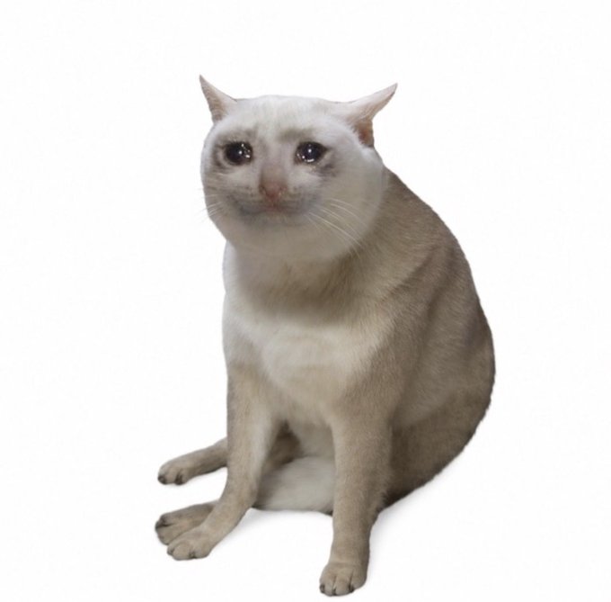 A cream-colored cat with striking blue eyes sits attentively against a plain white background, its curious gaze perfectly mirroring the hopeful sentiment of "just a coin and a dream," as if the feline embodies that same blend of innocence and quiet anticipation.