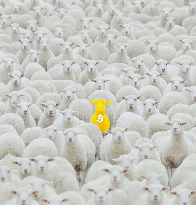 A large flock of white sheep with one yellow sheep bearing a Bitcoin symbol standing out among them.