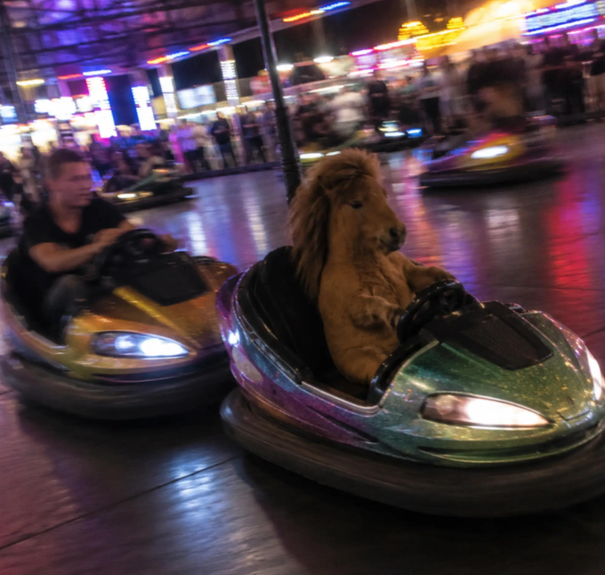 A photograph of an unusual amusement park bumper car ride where one car is being driven by a taxidermy lion while a man drives the adjacent car.