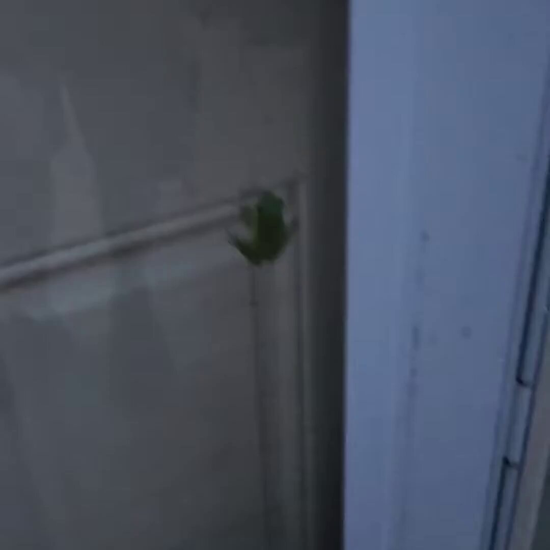 urn of green plant sits on white door, with a small hole for water drainage and a window frame visible.