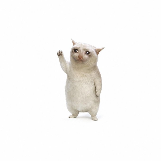 A white cat standing on its hind legs with one paw raised, against a plain white background, appearing to cry.