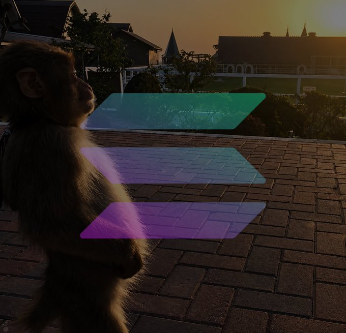 A monkey sits on a rooftop at sunset, admiring the view behind a stylized Solana logo with its signature purple-to-green gradient, fitting the post's cheerful "GM" greeting about being part of the Solana community.