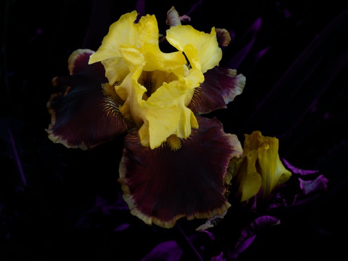A striking bearded iris blooms against a deep black background, its rich burgundy and golden-yellow petals creating a dramatic contrast that mirrors the journey "From Darkness Back to Yourself." The flower's emergence from shadowy surroundings visually echoes the post's theme of returning to light and self.