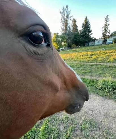 The image features a close-up of a horse's face, with its nose prominently displayed against the background. The horse has brown fur and appears to be grazing or resting near a fence. In the corner of the photo, there are two posts that say "Be honest" and "@wolfswapdotapp". These posts seem unrelated to the main subject of the image - the horse's face.