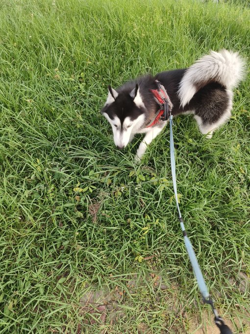 A black and white Husky dog wearing a red harness stands on green grass, attached to a light blue leash.