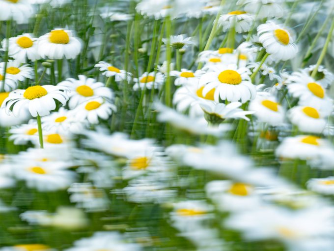 The image features a close-up view of white flowers with yellow centers, likely daisies, arranged in a field or garden setting. The flowers are scattered throughout the frame, creating an impression of movement due to their blurred appearance. The background is intentionally blurred as well, further emphasizing the focus on the flowers and enhancing the artistic quality of the image.