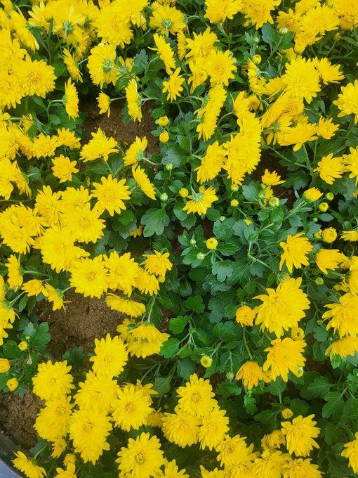 A dense cluster of bright yellow chrysanthemum flowers in full bloom fills the frame, interspersed with green foliage.