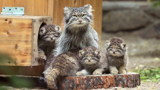 A Pallas's cat (manul) mother sits with her three fluffy kittens on a wooden log, with one kitten peeking out from a wooden box behind them.