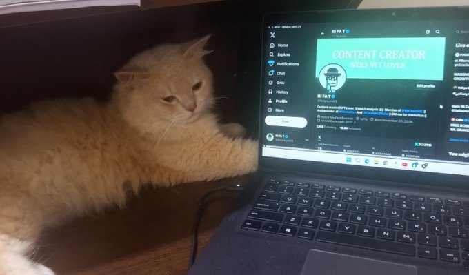 An orange cat lies next to an open laptop displaying the X (formerly Twitter) profile page for 'RIFAT' with a banner reading 'CONTENT CREATOR MERE NT LOVER'.