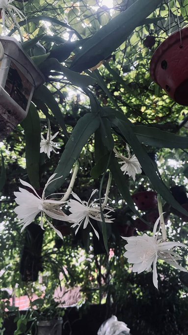 Photograph of white night-blooming cereus flowers (queen of the night) in full bloom, hanging from long green stems in what appears to be a garden or greenhouse setting.
