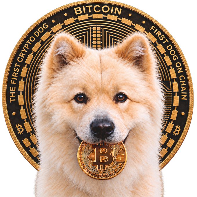 https://upload.wikimedia.org/wikipedia/commons/thumb/4/4a/Commons-logo.svg/120px-Commons-logo.svg.png A promotional graphic featuring a golden-furred dog holding a Bitcoin in its mouth, set against a large gold Bitcoin medallion with the text 'BITCOIN', 'THE FIRST CRYPTO DOG', and 'FIRST DOG ON CHAIN'.