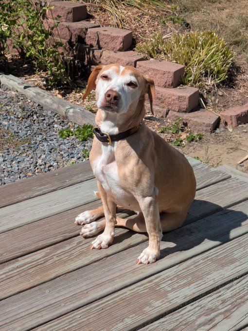 A light brown and white dog wearing a black collar sitting on a wooden deck, looking directly at the camera.