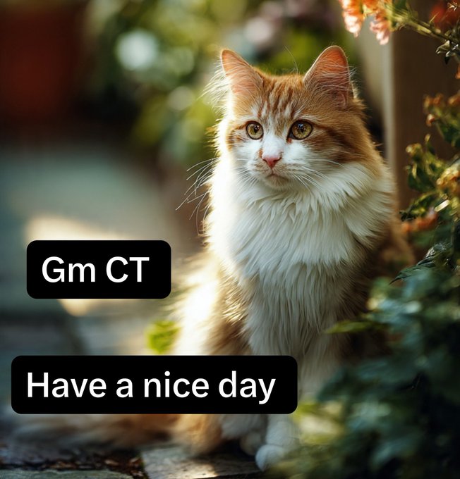 A fluffy orange and white cat sits outdoors with greenery in the background, accompanied by the text overlays 'Gm CT' and 'Have a nice day'.