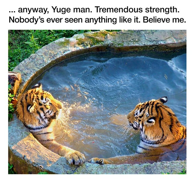 A meme featuring two tigers in a stone water pool with the caption '... anyway, Yuge man. Tremendous strength. Nobody's ever seen anything like it. Believe me.'