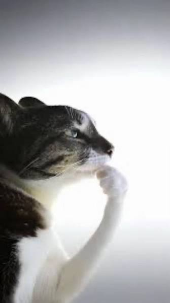 A black and white cat sits in profile against a white background, touching its paw thoughtfully to its face.