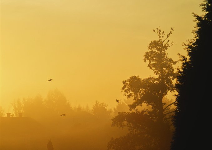 A misty golden-hued landscape at sunrise or sunset with silhouetted trees and birds flying through the foggy atmosphere.