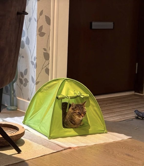 A tabby cat with a grumpy expression sits inside a small green pop-up tent set up on a mat near a door.
