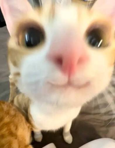 A close-up, slightly blurry photo of an orange and white cat looking directly at the camera, with another cat partially visible in the lower left corner.