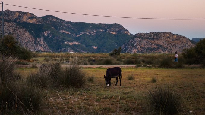 A donkey grazes in a grassy field with mountain cliffs in the background, while a person stands further back on a path.